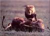 Phoenix Rising Jungle Book 302 - African Lions