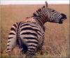 Phoenix Rising Jungle Book 305 - African Lion hunts Zebra