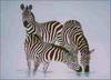[Animal Painting] Zebra