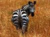 Mountain Zebra (Equus zebra)