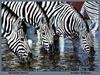 [Animal Painting] Jennifer Bellinger - Burchell's Zebras