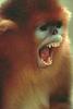 Golden Monkey (Pygathrix roxellana)