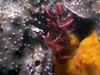 Underwater - Crinoid