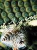 Underwater - Crinoid - Christmas Tree Worm