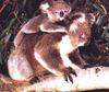 Koala  - baby rides mom