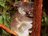 Koala  - on tree