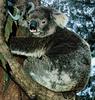 Aussie Animals : Koala
