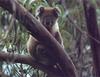 Koala In A Tree Photo Philip Green