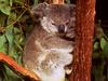 Koala  - Eucalyptus tree