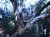 Koala in Melbourne Conservatory