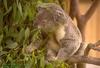 Koala grazing eucalypt leaves
