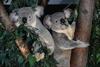 Koala pair