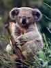 Herbivorous Marsupial AKA Koala