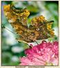 Common Comma butterfly