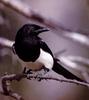 [Bird Painting] Black-billed Magpie