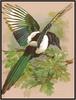 [Bird Painting] Black-billed Magpie by Basile Ede