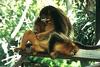 Golden Snub-nosed Monkeys - San Diego Zoo