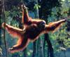 Orangutan  - leeping