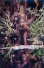 Orangutan  mom and baby from Borneo