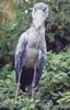 Ryan & Iris Stevens - Shoebill Stork  - Uganda