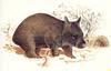 [Animal Painting] Northern Hairy-nosed Wombat