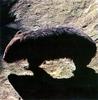 Hairy-nosed Wombat -  - Lasiorhinus sp.