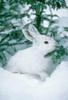 White Rabbit  on snow
