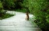 Rabbit  on a wooden walkway