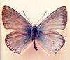 Lycaenidae butterfly (Lysandra cormion)
