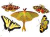 Moth  and butterflies