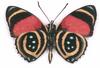 Butterfly  : Cmaroner from Venezuela