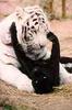 Black Panther  and White Tiger