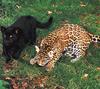 Jaguar cubs: Black Panther  and normal