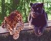 Black Panther : black and standard jaguar pair