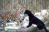 Black Panther : normal mom and black jaguar