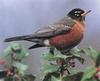 American Robin (Turdus migratorius)
