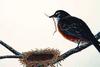[Animal Art] American Robin (Turdus migratorius)