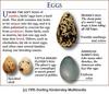 Eggs: Murre, Little Ringed Plover, American Robin
