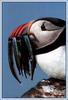 Atlantic Puffin (Fratercula arctica)  - mouthfull of fishes