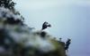 Atlantic Puffin (Fratercula arctica)