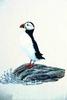 [Animal Art] Atlantic Puffin (Fratercula arctica)