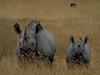 Rhinoceros  and Oxpeckers