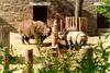 Rhinoceros  mom and two babies