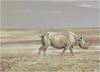 [Animal Art] Robert Bateman - Rhinoceros  at Kilimanjaro