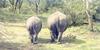 Rhinoceros  pair - hind view