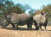 White Rhinoceros  pair = white rhinoceros (Ceratotherium simum)