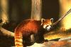 Red Panda  (Ailurus fulgens)