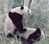 Giant Panda  (Ailuropoda melanoleuca) - mating pair