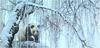 [Animal Art] Robert Bateman - Giant Panda  (Ailuropoda melanoleuca)