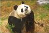 Giant Panda  (Ailuropoda melanoleuca)